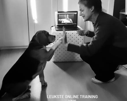Puppytraining