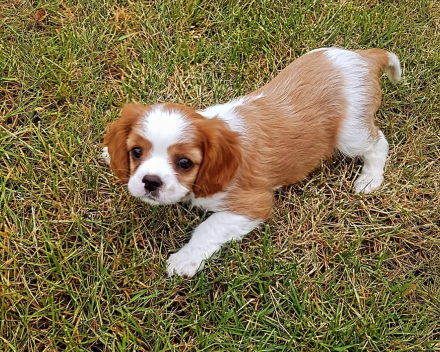 Lola