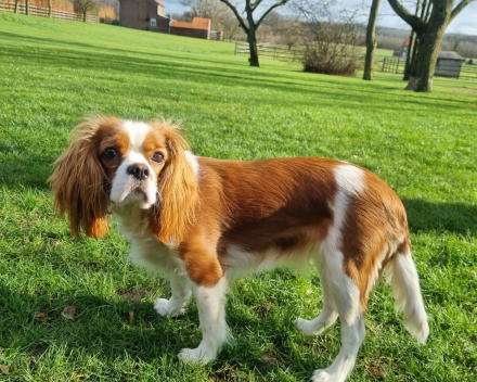 Lola