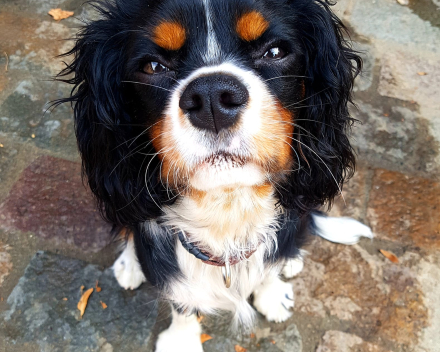 Charlie
