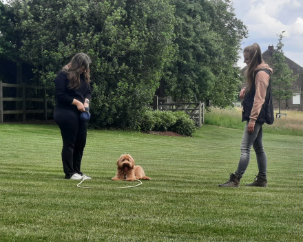 Puppytraining