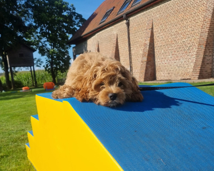 Kwispelreeks – Fitness & Fun!