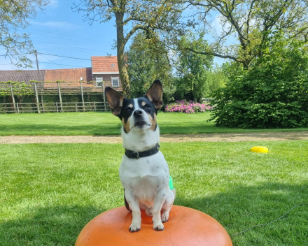Kwispelreeks – Fitness & Fun!