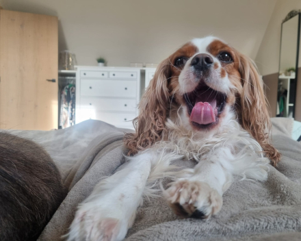 Lola