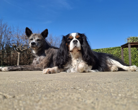 Maylo & Bruno