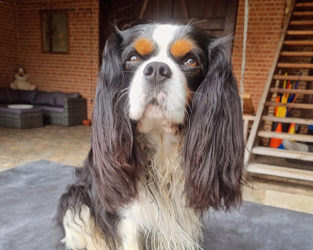 Bruno
